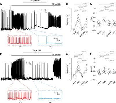 Cholinergic stimulation stabilizes TRPM4 in the plasma membrane of cortical pyramidal neurons